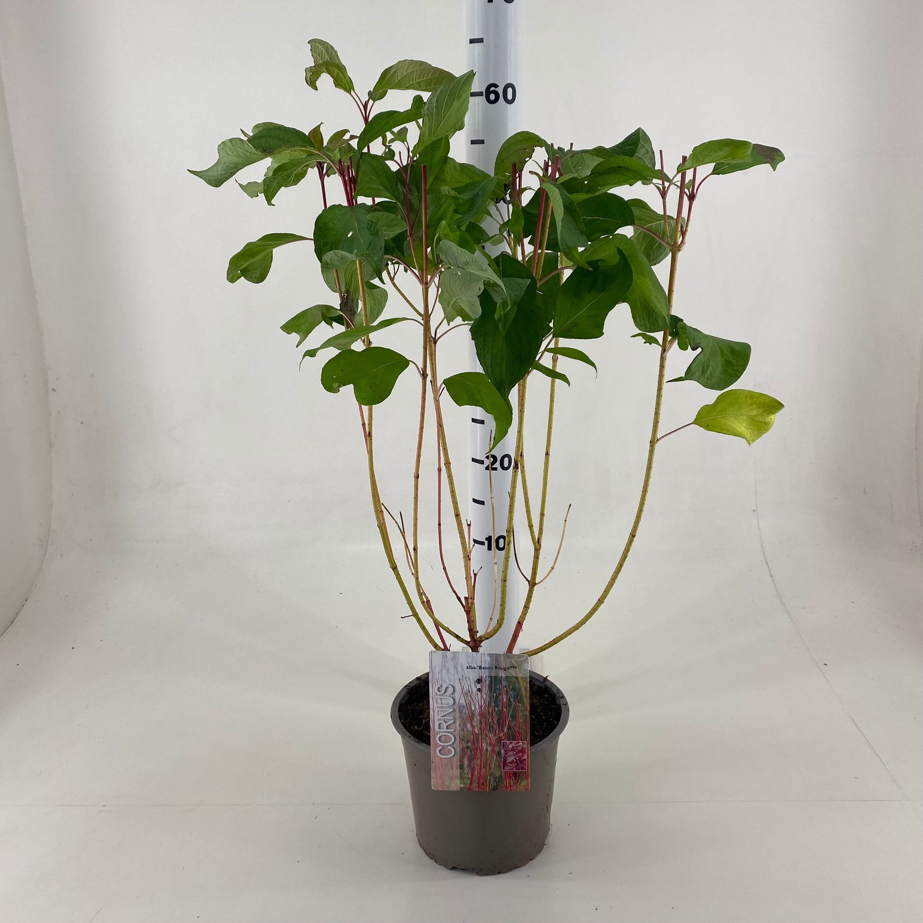 Picture of Cornus alba Baton Rouge ® P19 (3 Ltr)