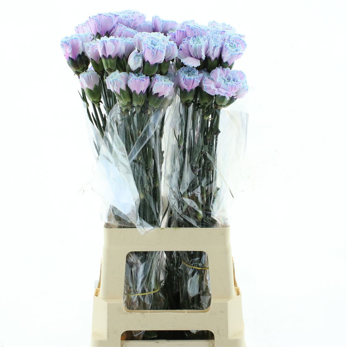 Dianthus St Painted 70cm