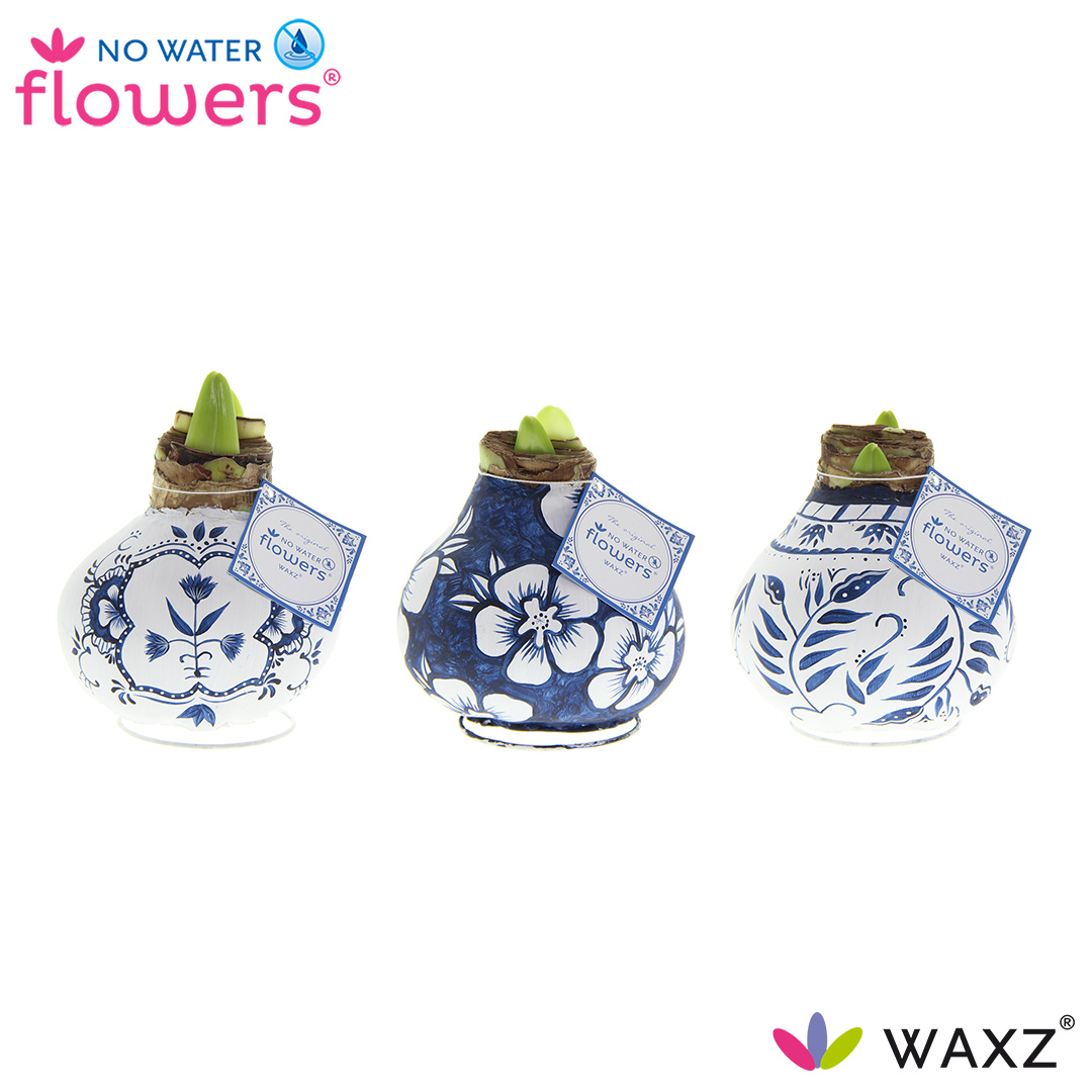 Picture of No Water Flowers Waxz® Delfts Blue varieties 38 cm bulbsize hand painted