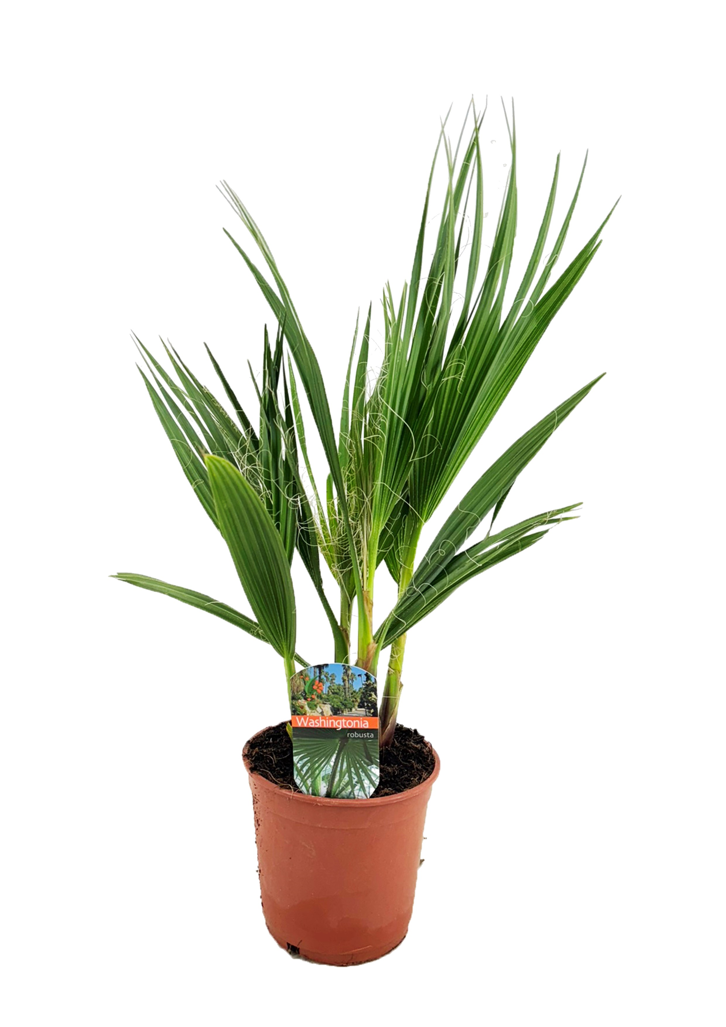 Picture of Washingtonia robusta P14 (LOOSE)