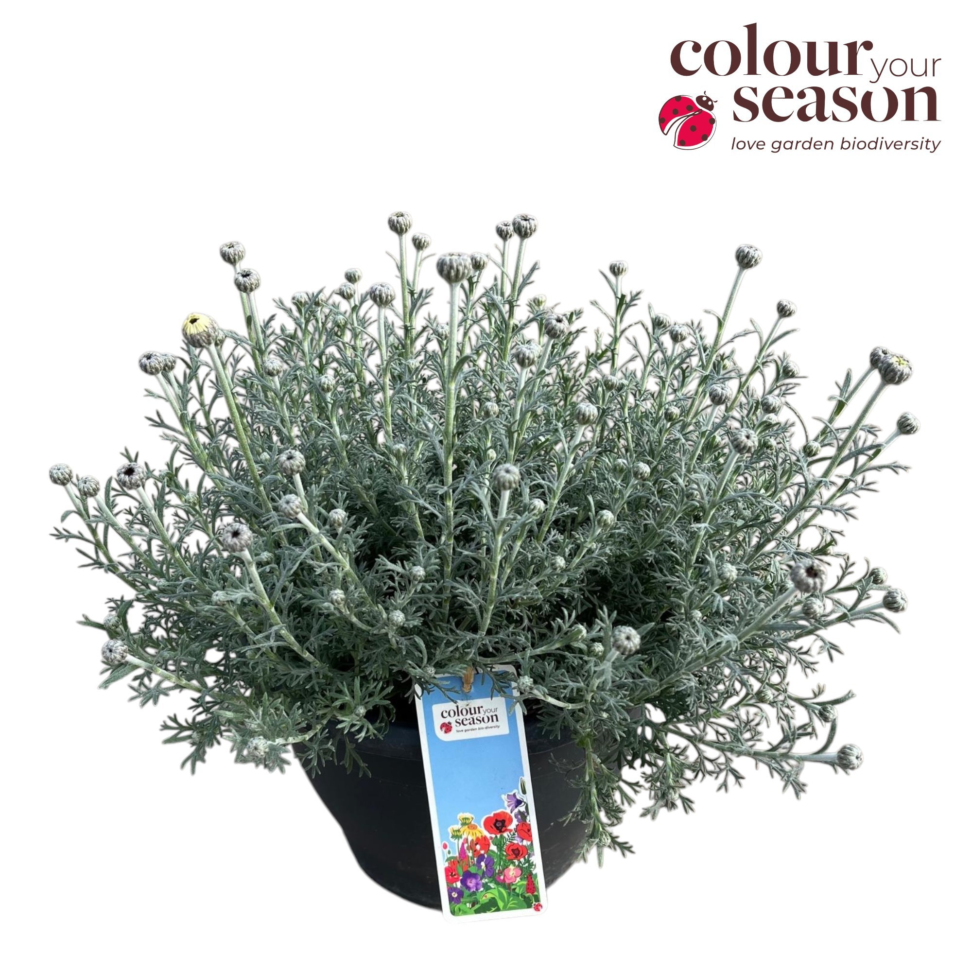 Rhodanthemum 'Casablanca'