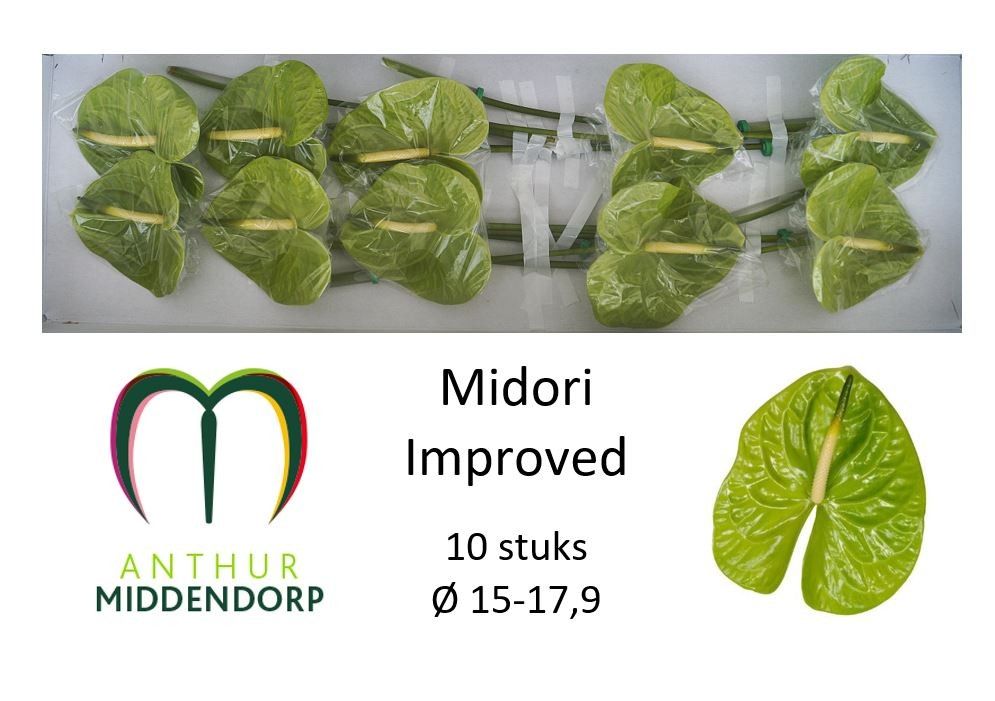 Anthurium Midori 15Ø