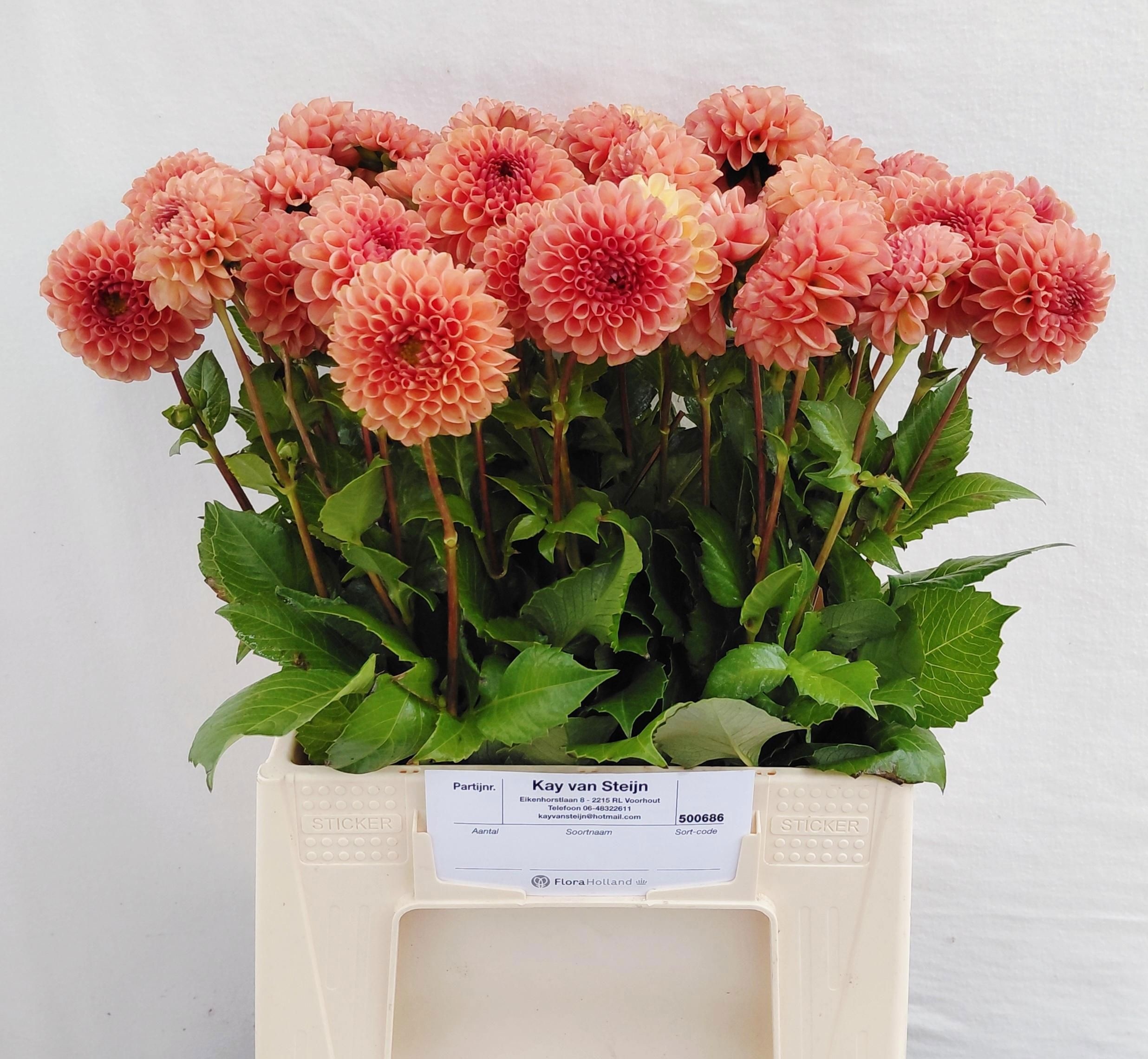 Dahlia Cornel Bronze 45cm