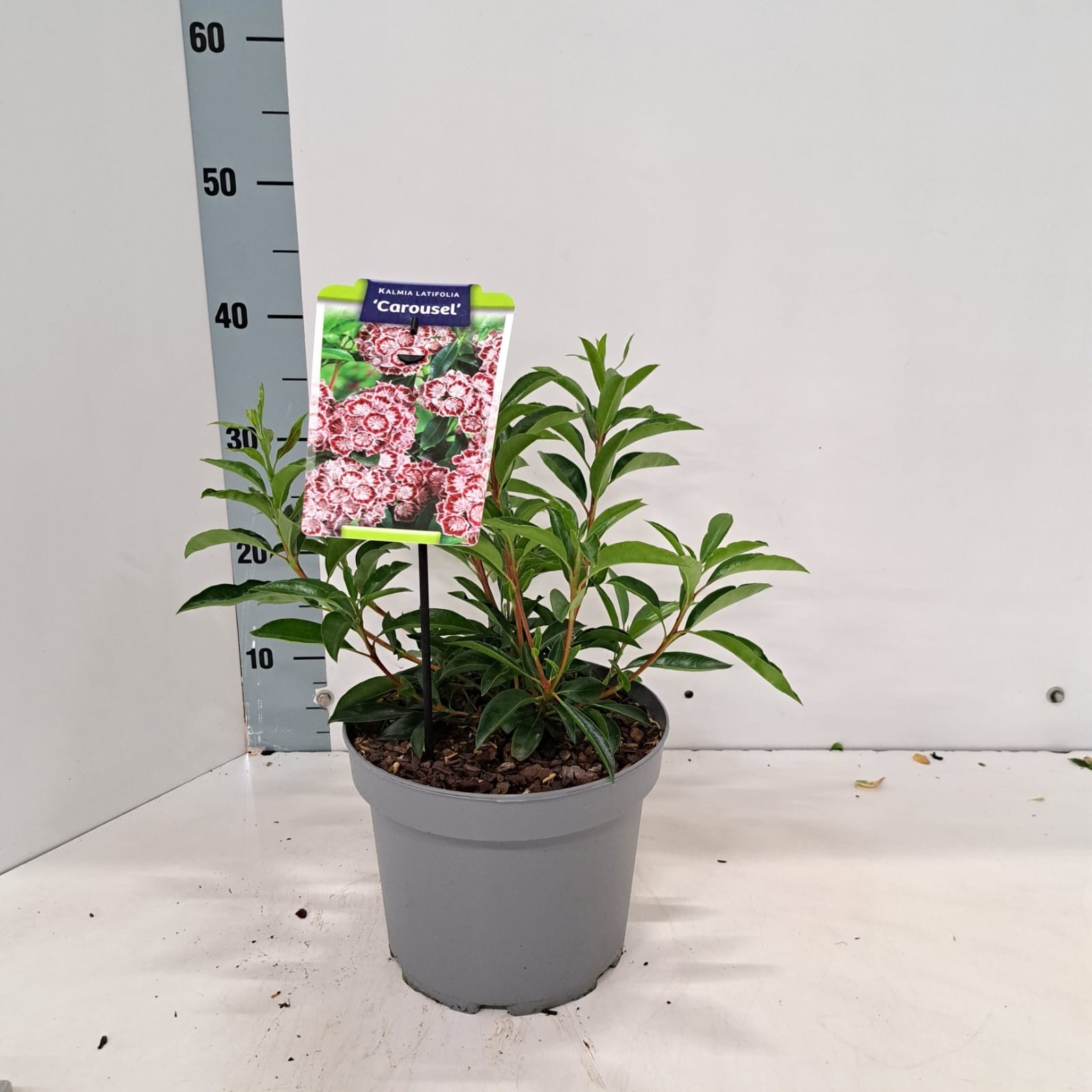 Kalmia latifolia 'Carousel'