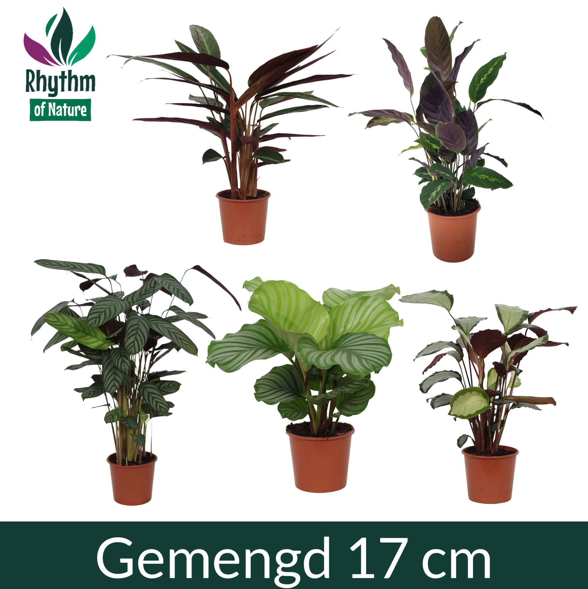 efeutute lichtbedarf Epipremnum Happy Leaf Efeutute Zimmerpflanze Ø12cm kaufen main image 0