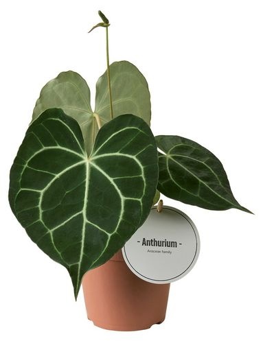 ez plant EZ Plant Protein | Vegan Protein Powder main image 0