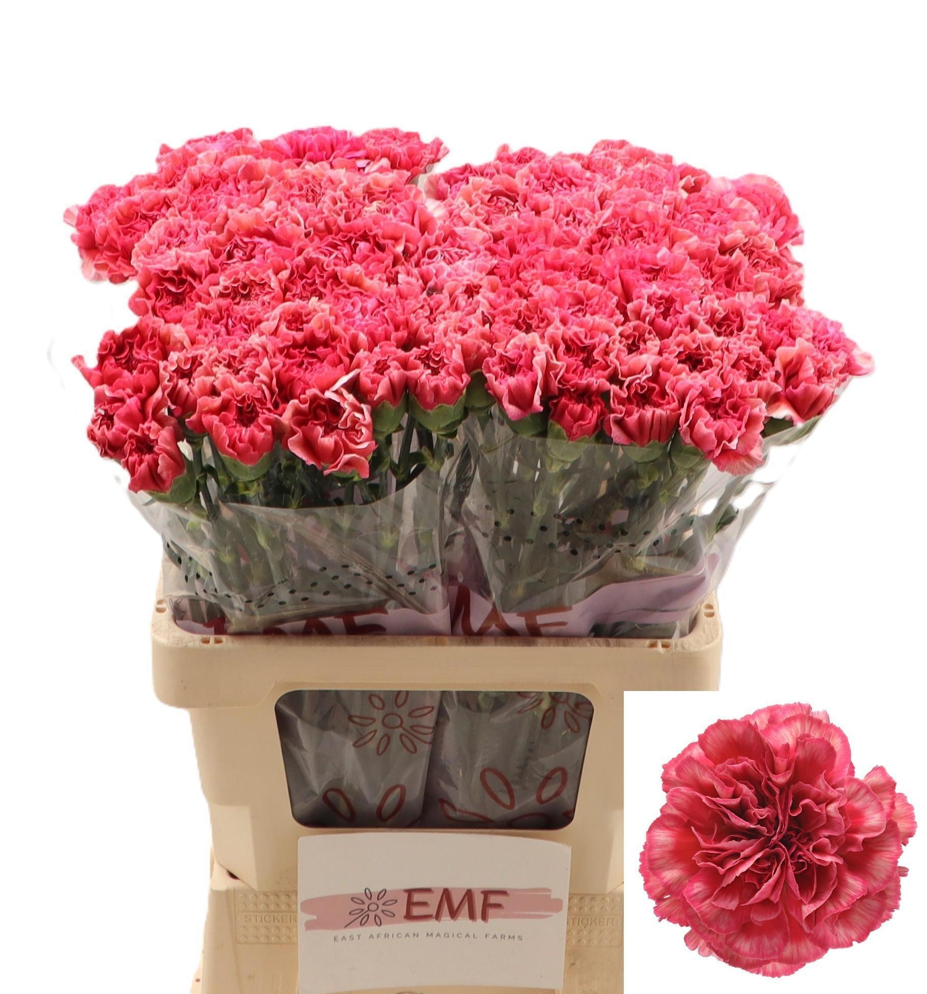 Dianthus St Ipanema 60cm