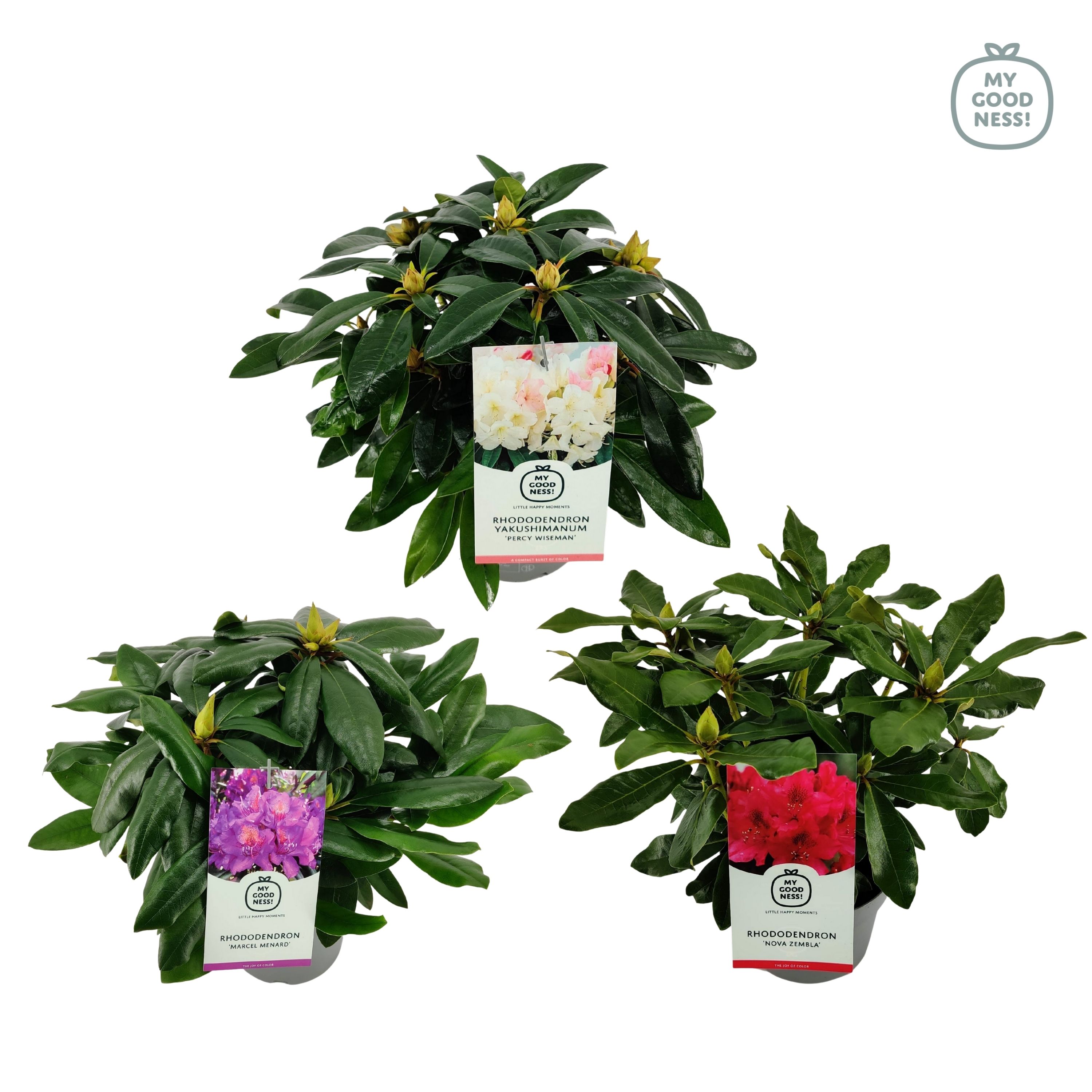 Picture of Rhododendron hybride in varieties P17 (2 Ltr) 40CM