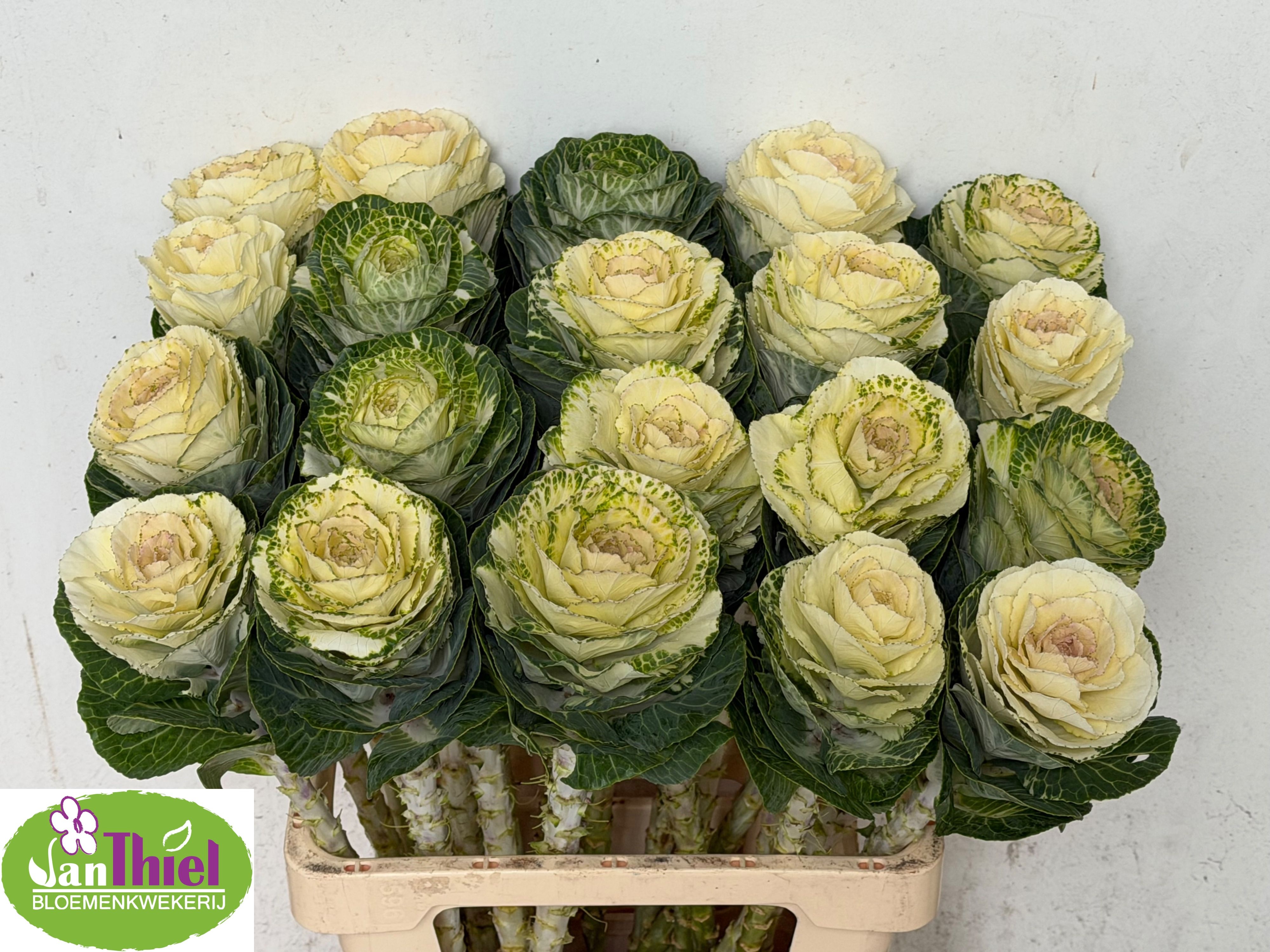 Brassica White Crane 60cm