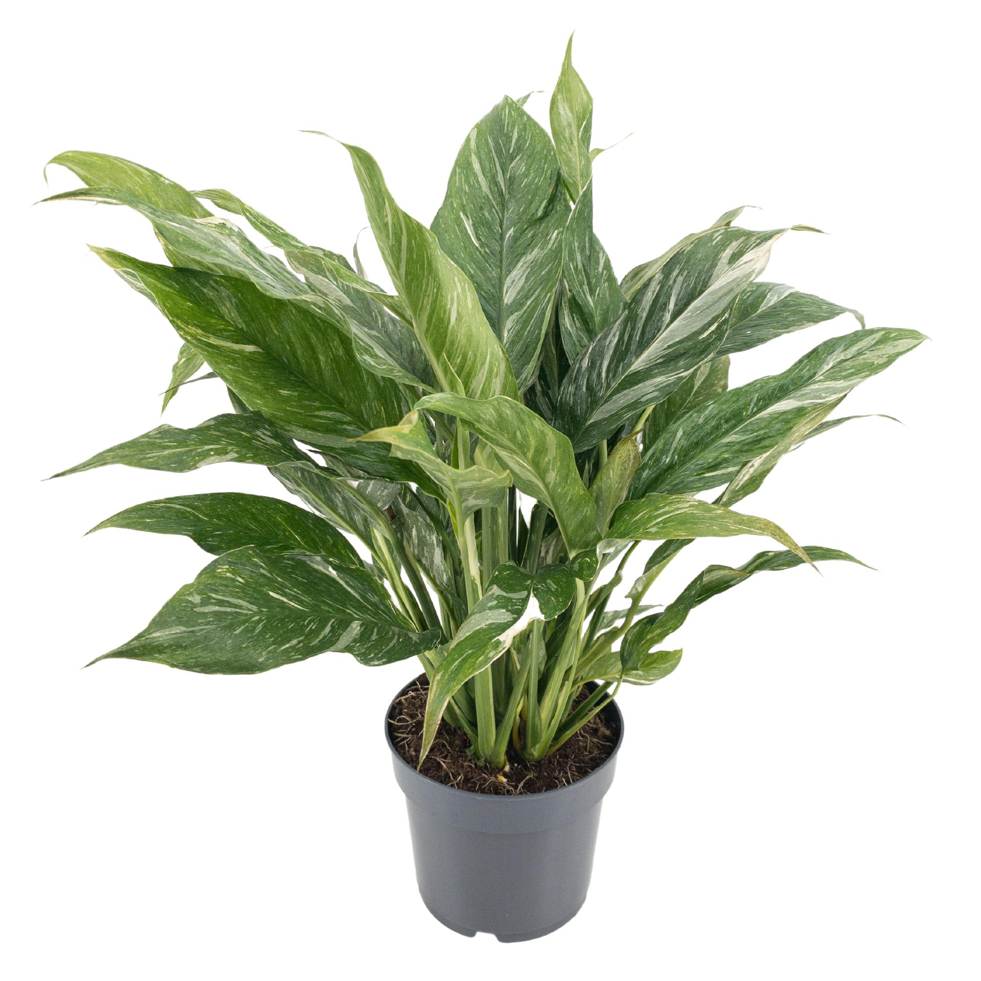 Picture of Spathiphyllum Diamond Variegata P14 55CM