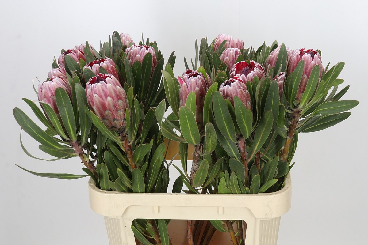 Protea Pink Ice