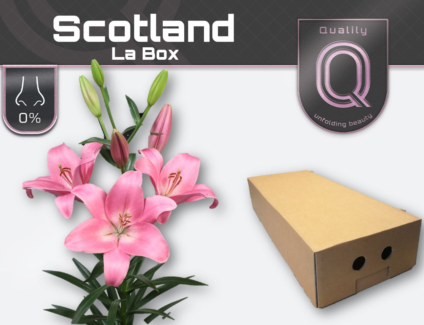 Li La Scotland