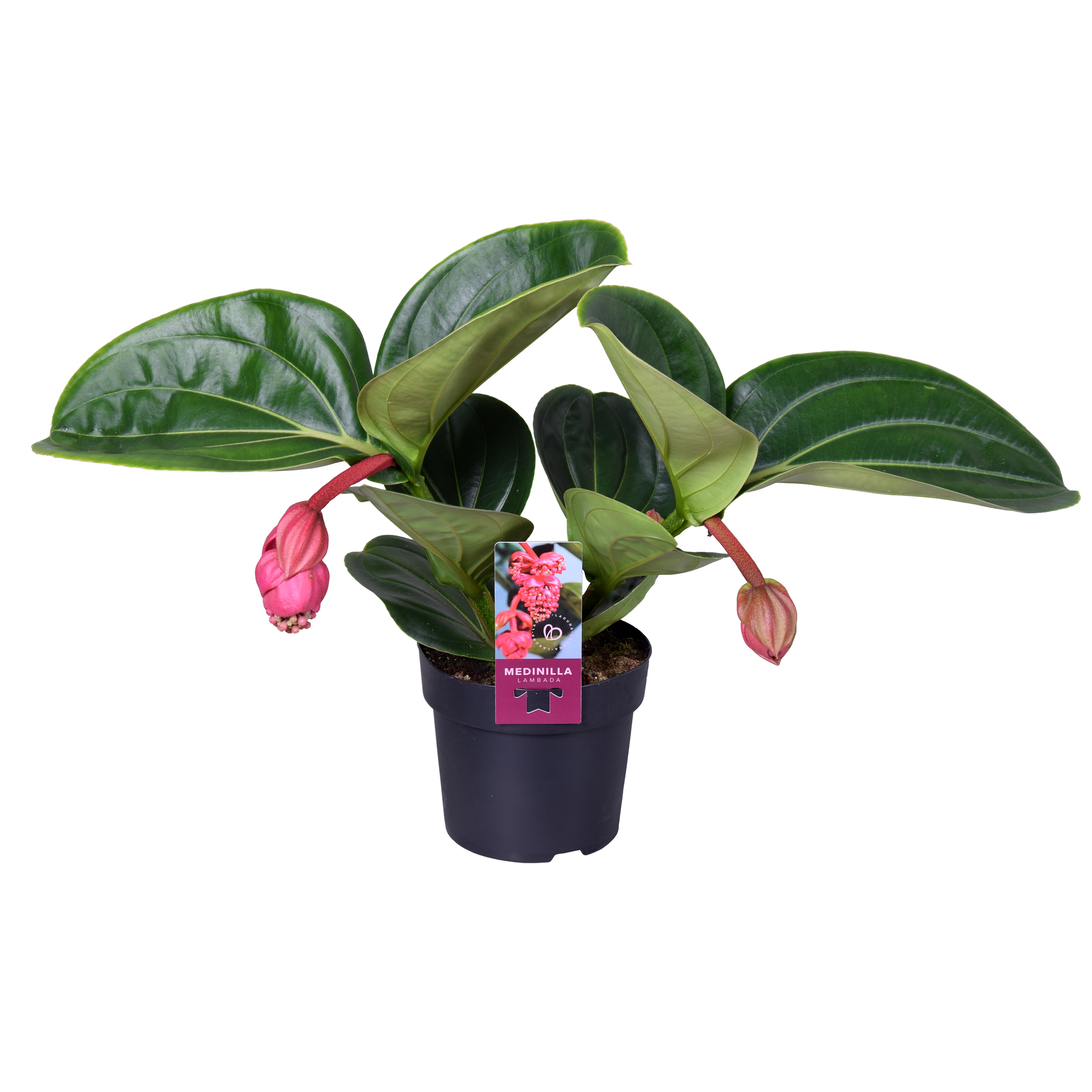 Picture of Medinilla Magnifica Lambada 2 etage 2 buds P14 40CM