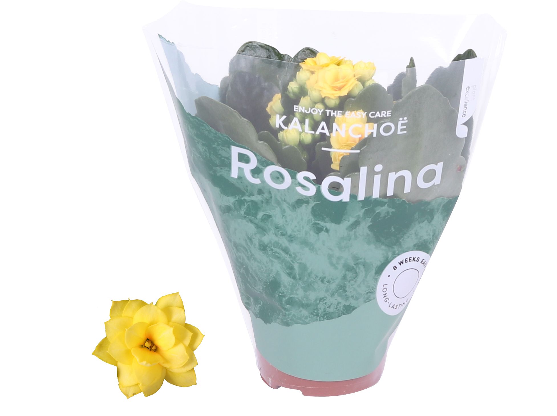 Kalanchoe Rosalina Don Amarillo geel