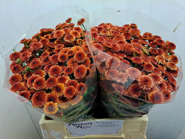 Chrys Santini Calimero Red 40cm 650Ø