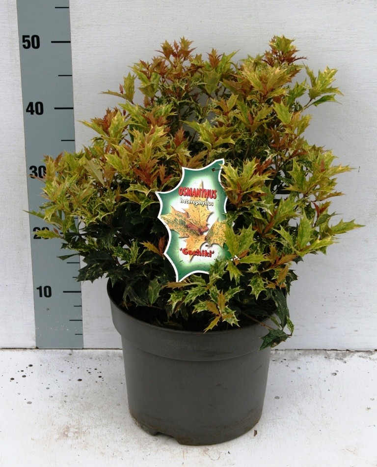 Picture of Osmanthus het. Goshiki P23 (5 Ltr)