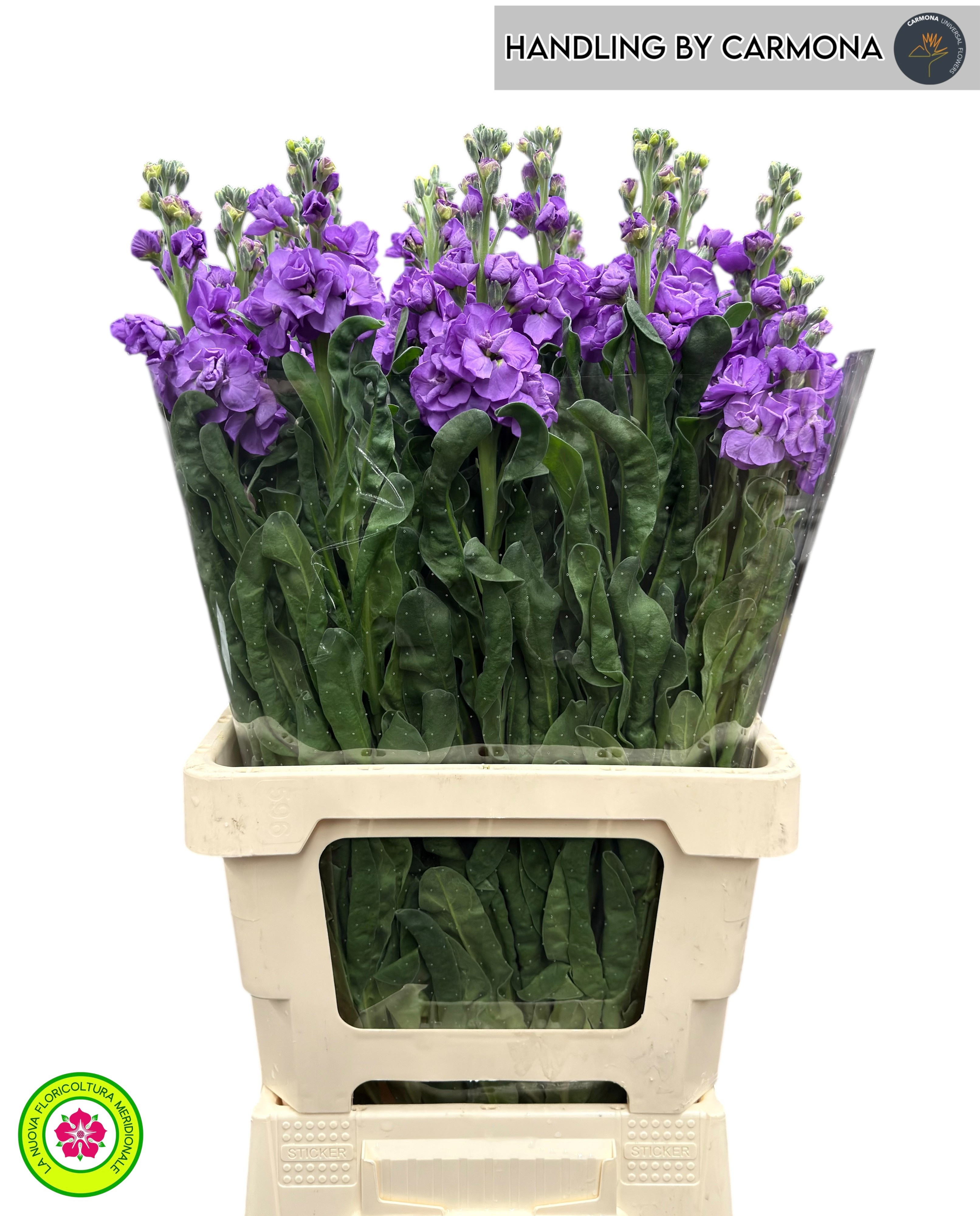 Matth Iron Blue 70cm