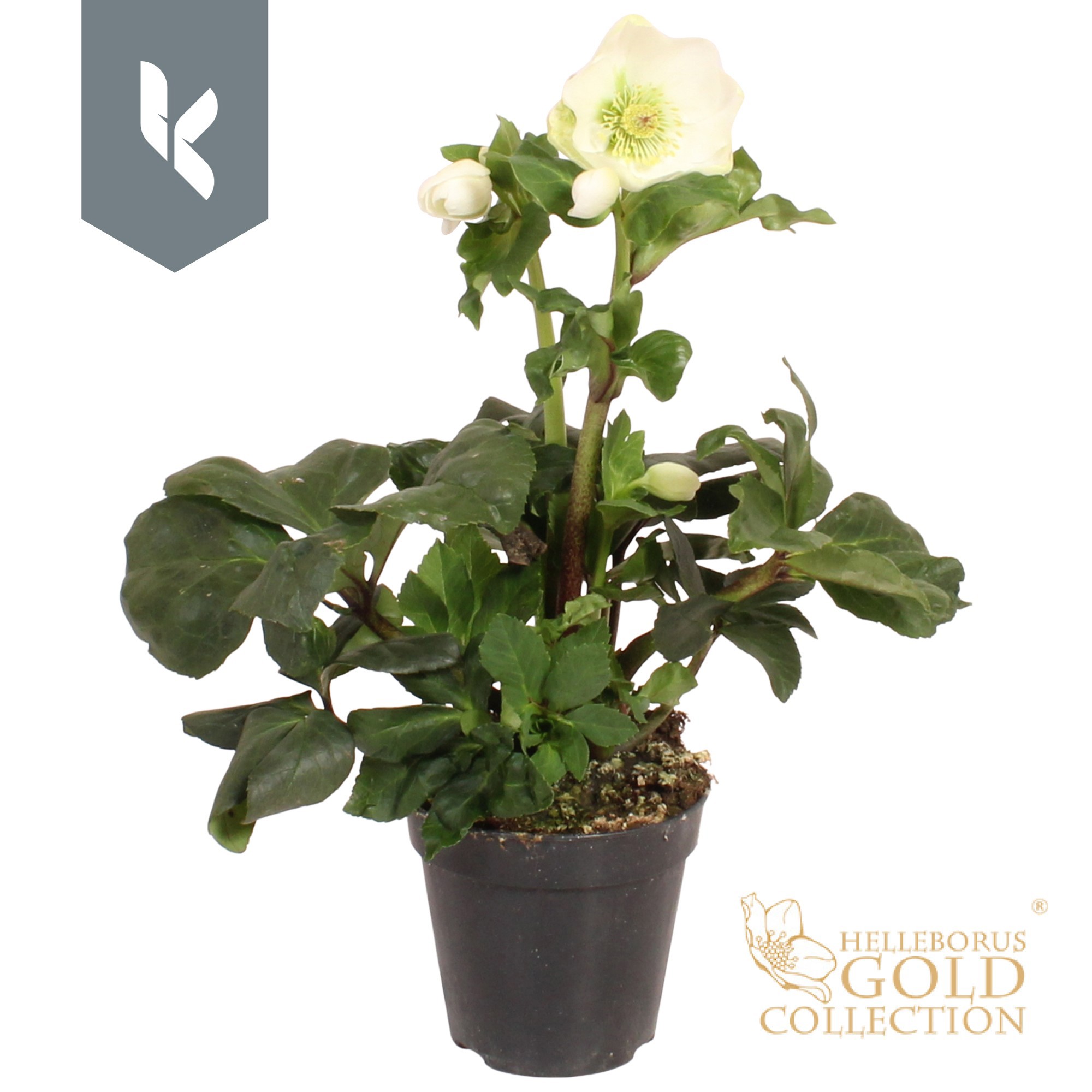 Hgc Helleborus Winter Ballet Cozy White