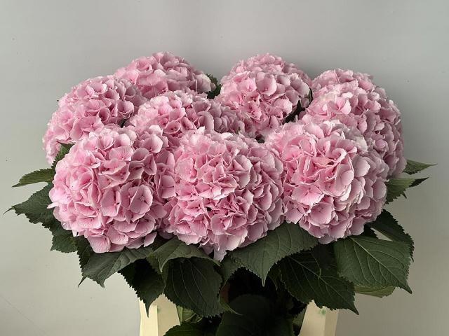 Hydr M Verena