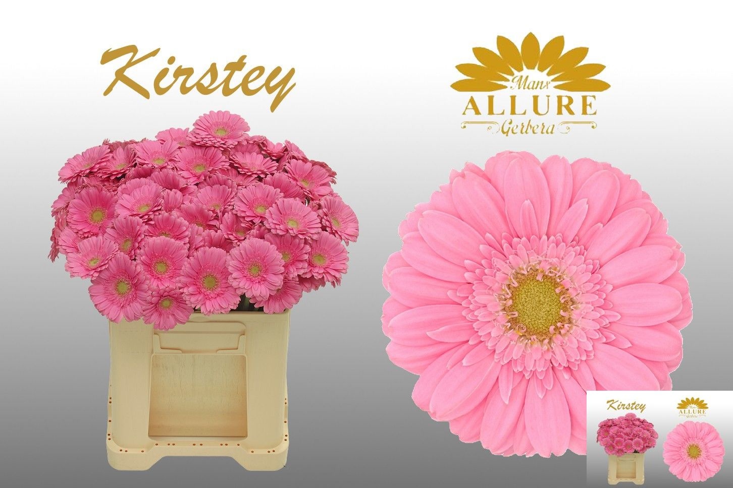 Gerbera Mini Kirstey