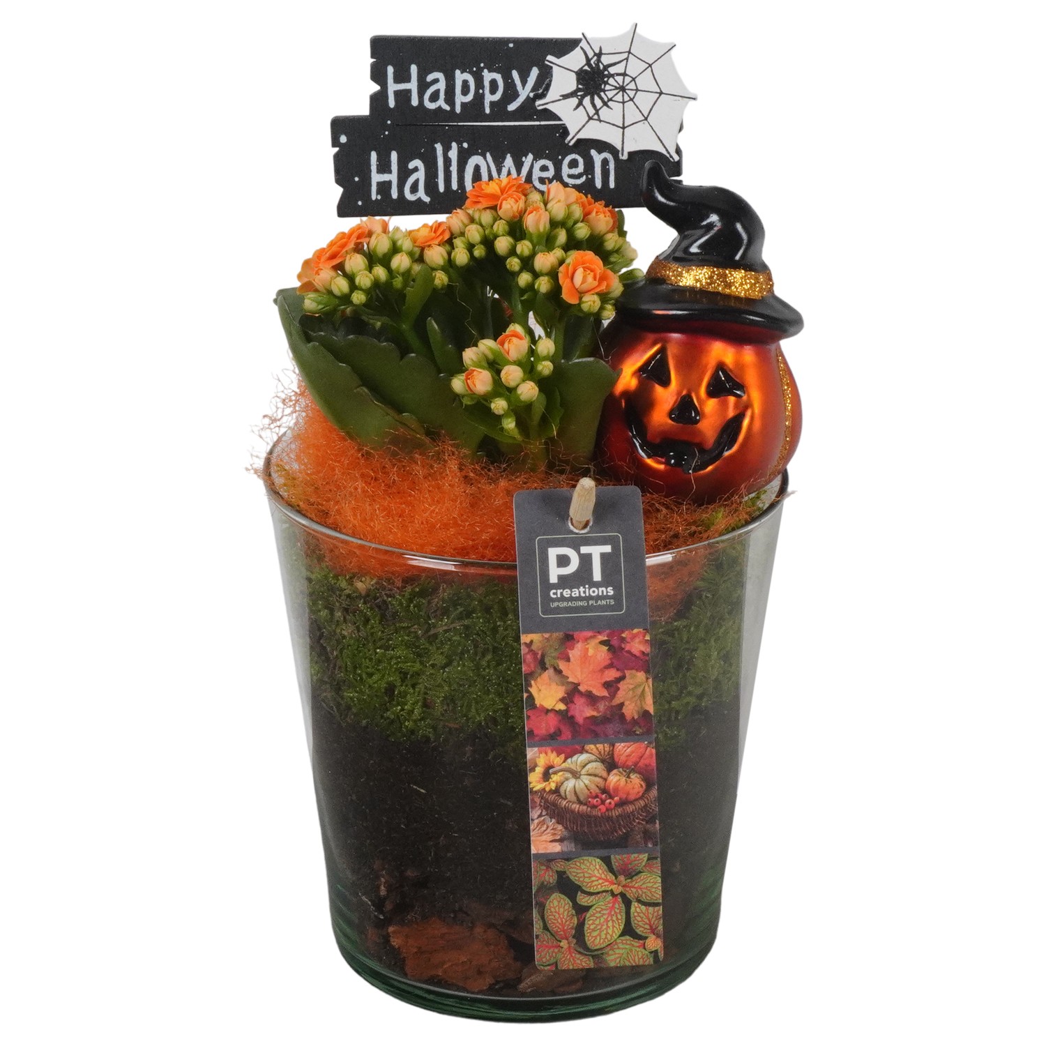 Picture of PTHL1909 Arrangement Halloween in glass vase P13 29CM