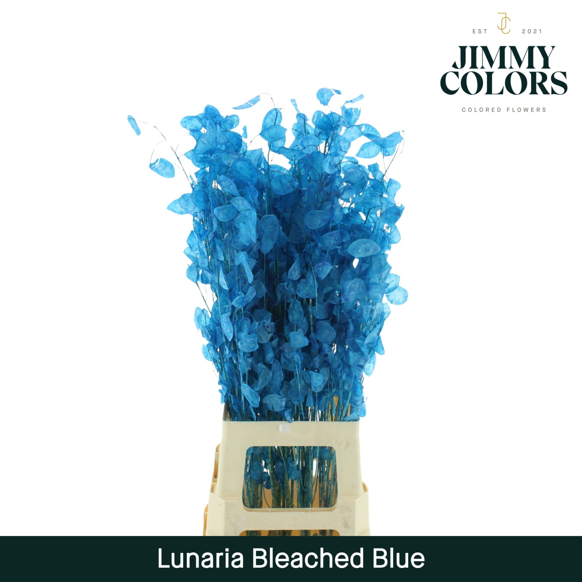 Lunaria Gebleekt Blue