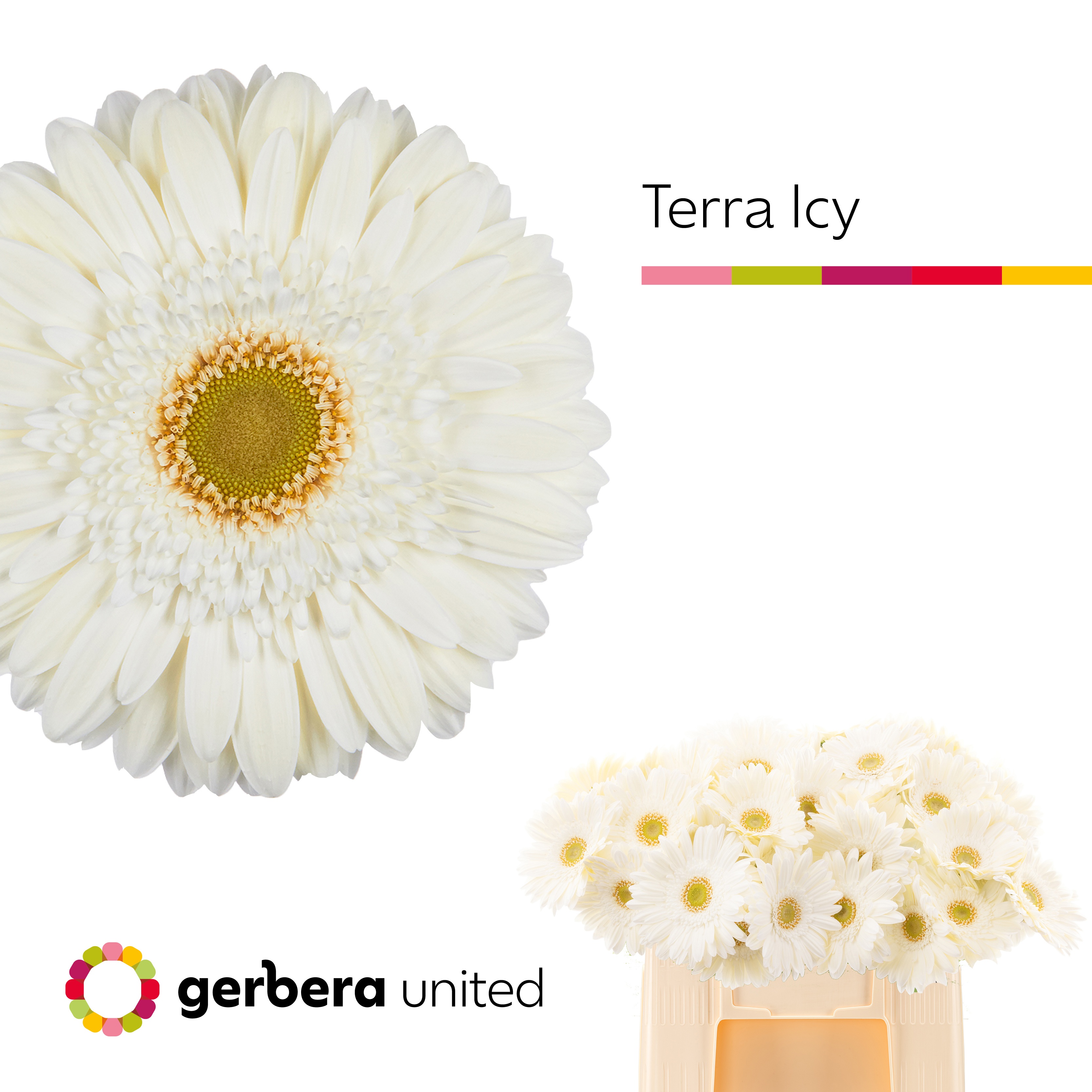 Ge Gr Ter Icy