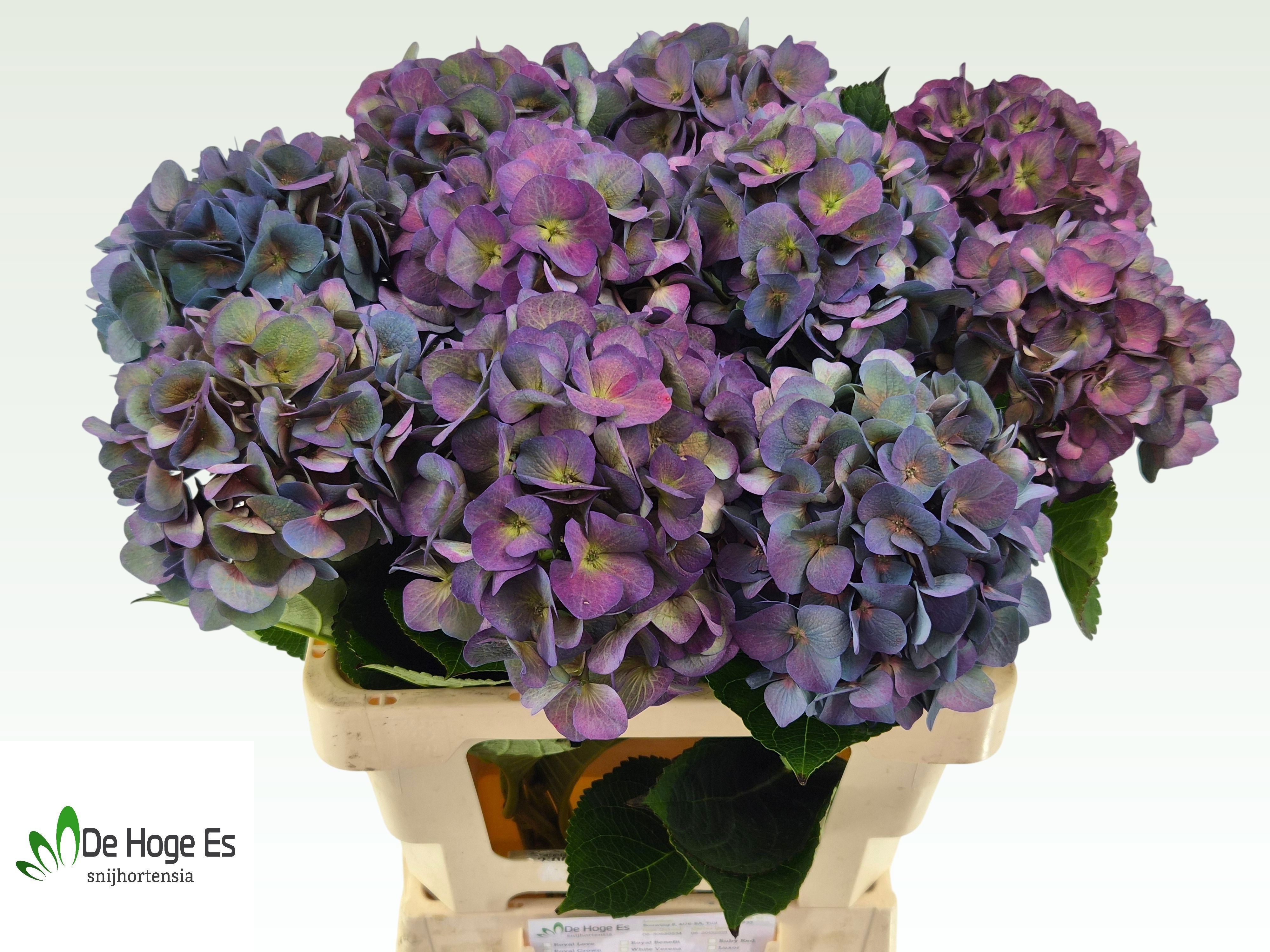 Hydrangea Royal Crown Classic 60cm 16Ø