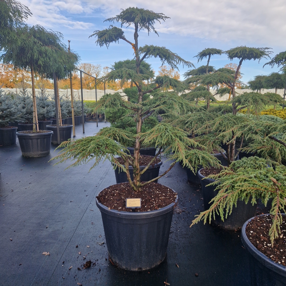 Picture of Juniperus com. Green Carpet C65 BONSAI-100/120 (LOOSE)