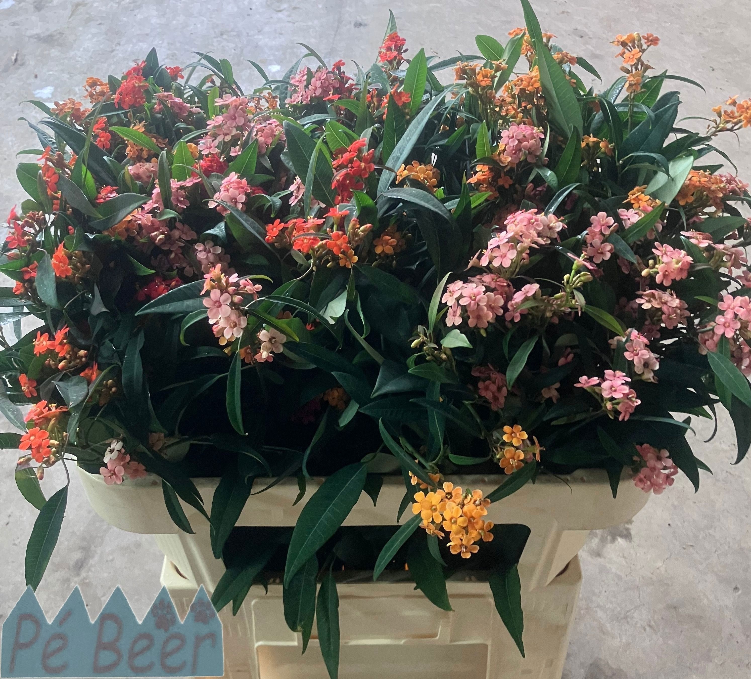 Euphorbia Spray Mixed 70cm