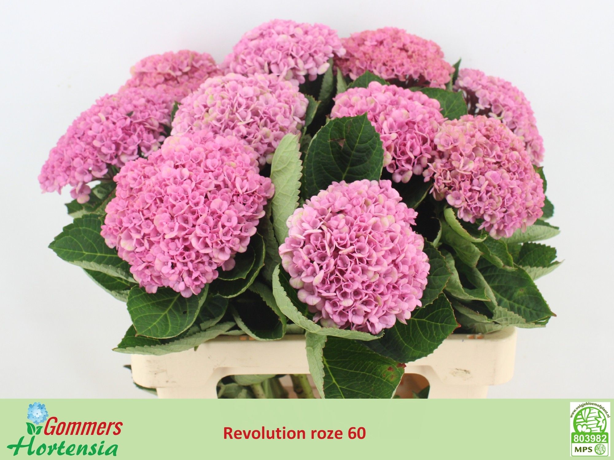 Hydrangea Revolution Pink/green 60cm 12Ø