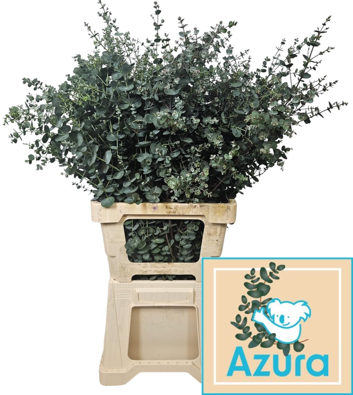 Euca Gu Azura 75L.cm