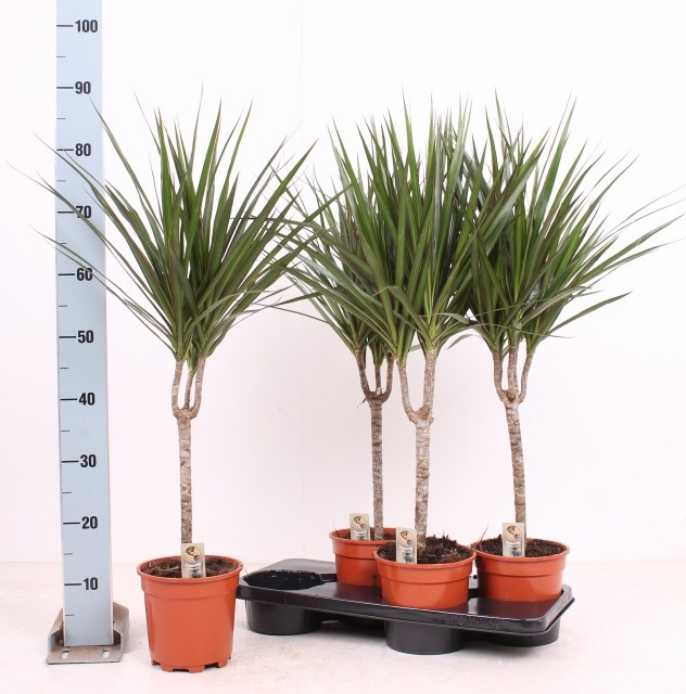 Dra Marginata 17P 110H 1stek 3kop