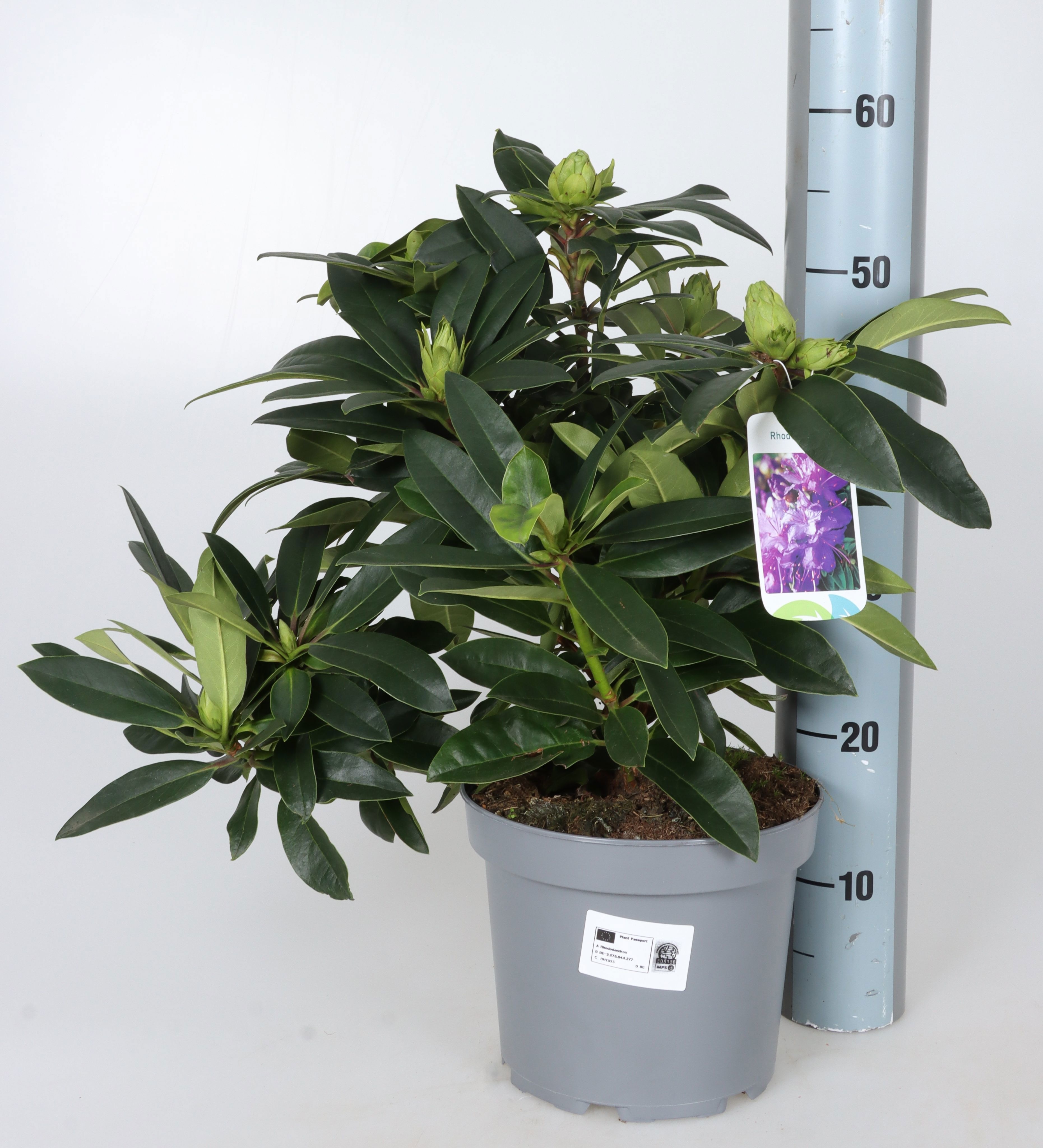 Rhododendron XXL Lila Flame RHOD XXL LILA FLAME | Gardenline