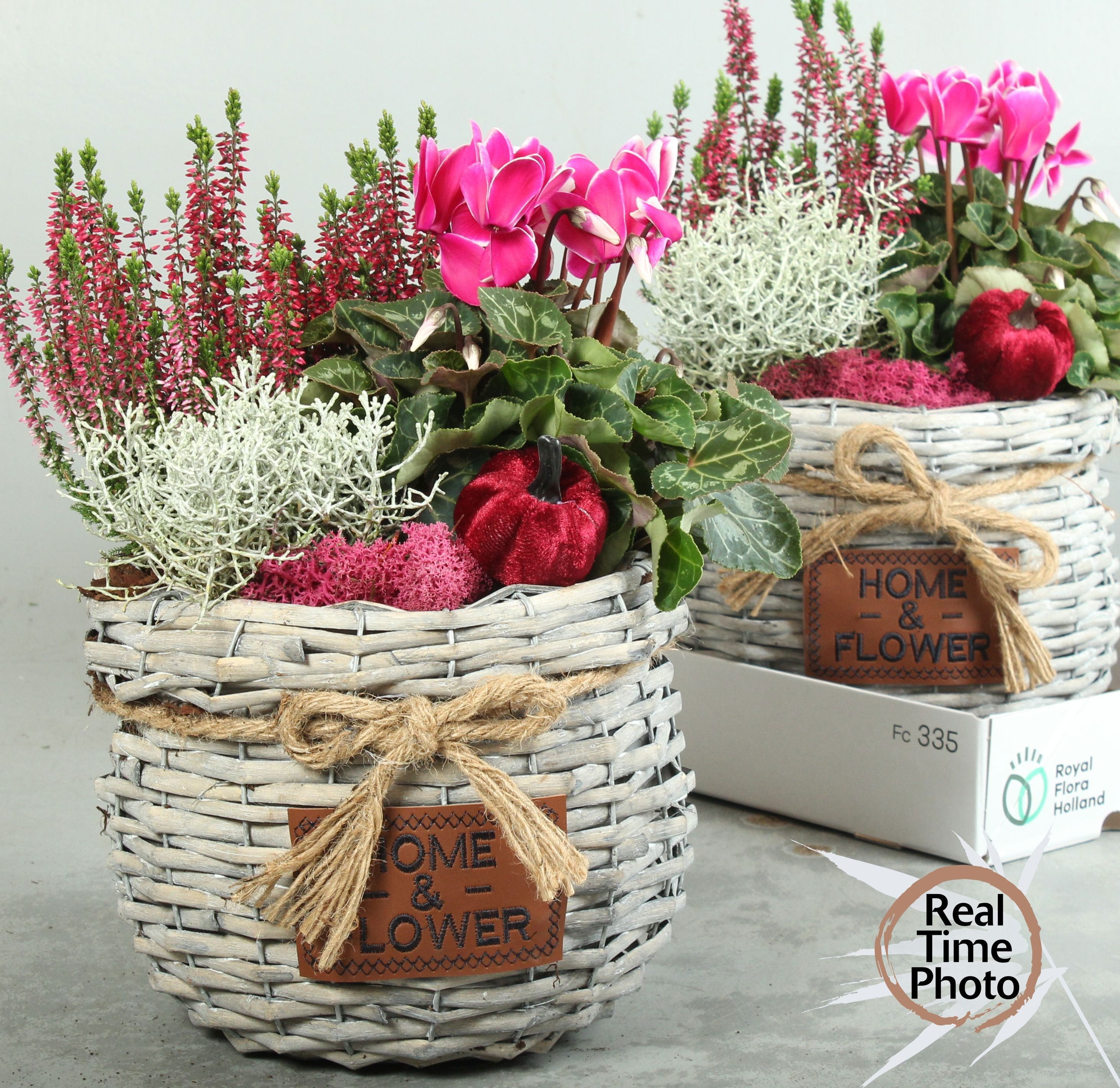 Arr Tuinplanten 25P 40cm