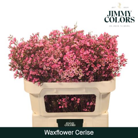 Waxflower L70 Cerise