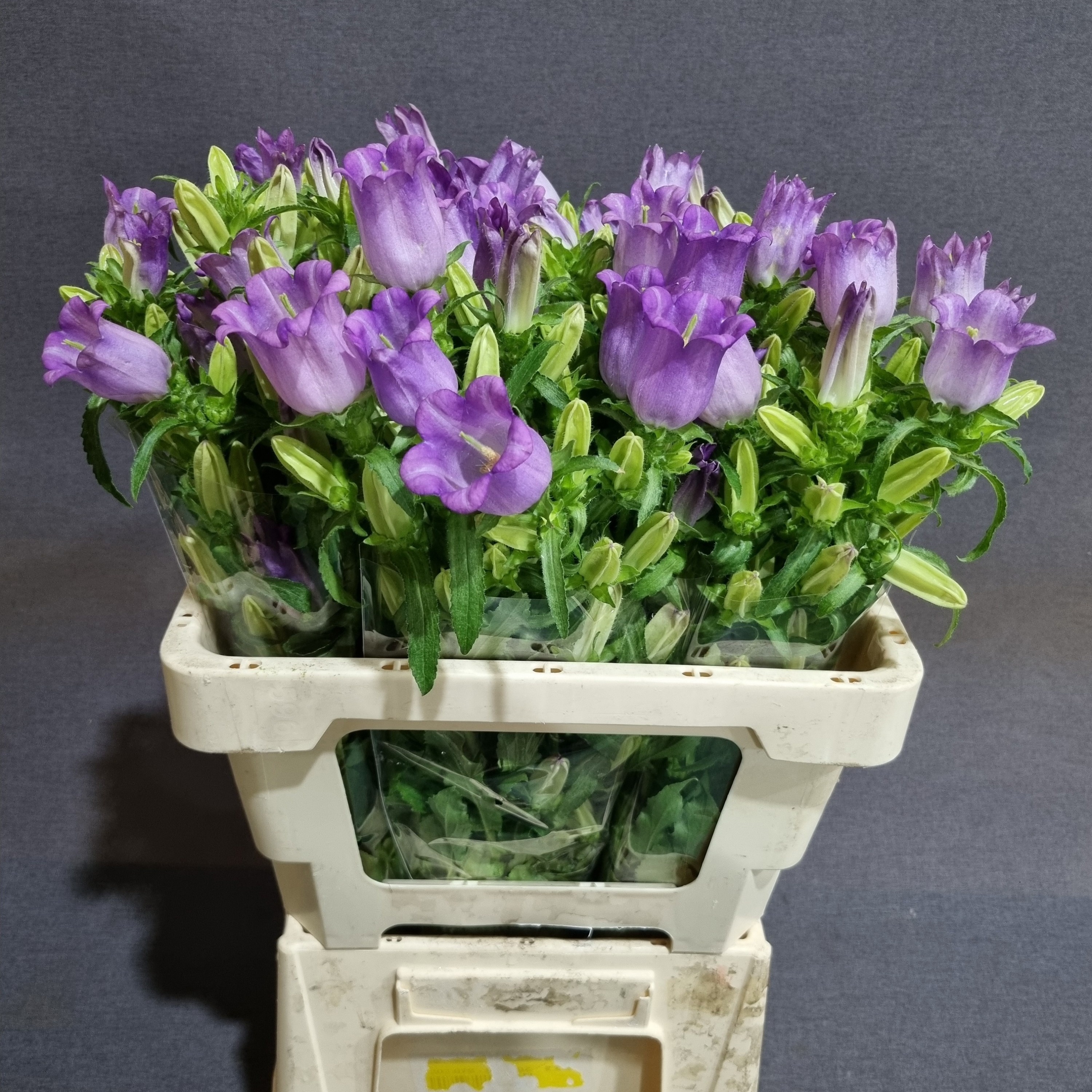 Campanula Medium Champion Lavender 50cm
