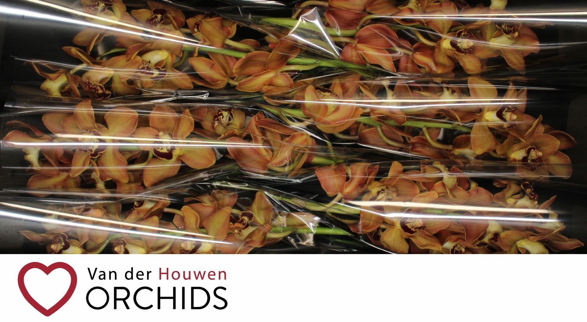 Cymbidium Charly Brown 8/11bl