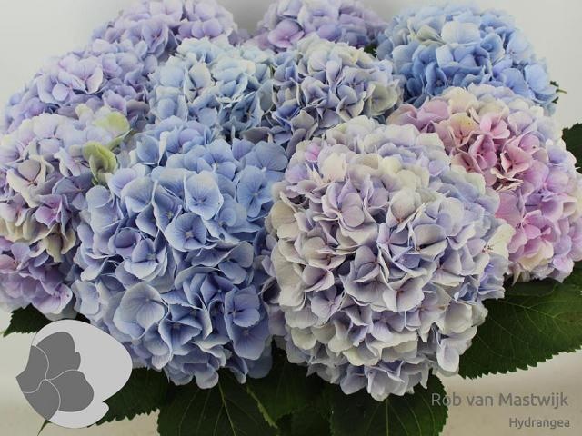 Hydr M Verena Bl