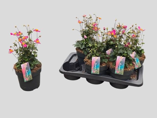Anemone hupehensis Fantasy Jasmine - Anemoon