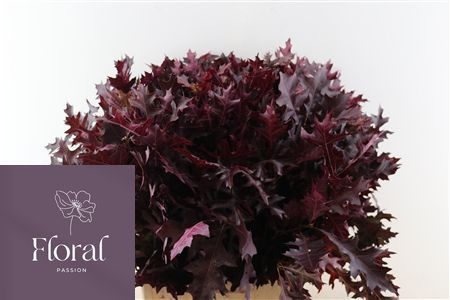 Oak Leaves Preparated/ptd (QUERCUS) 80cm