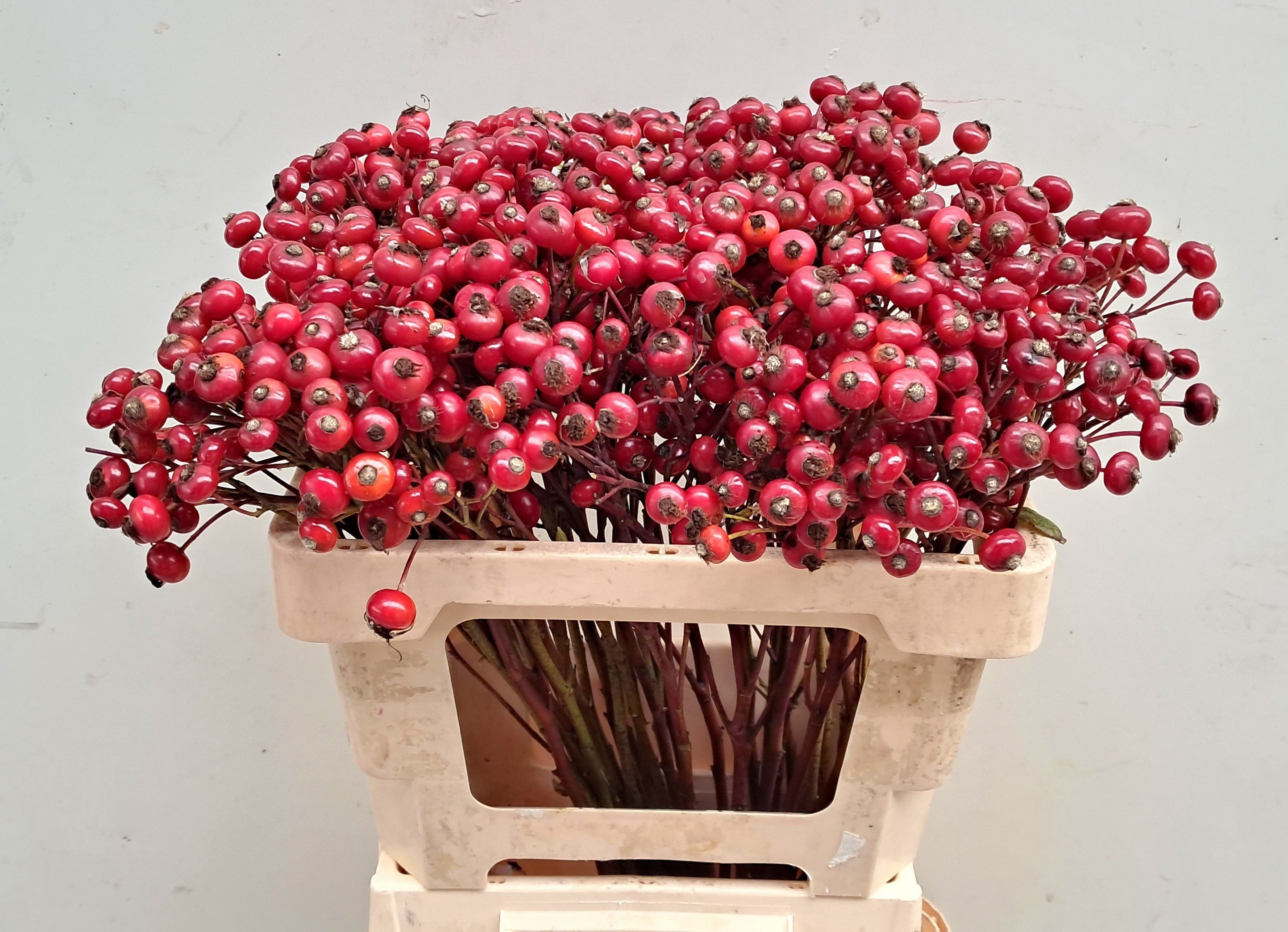 Rosa Mag Delight 50cm