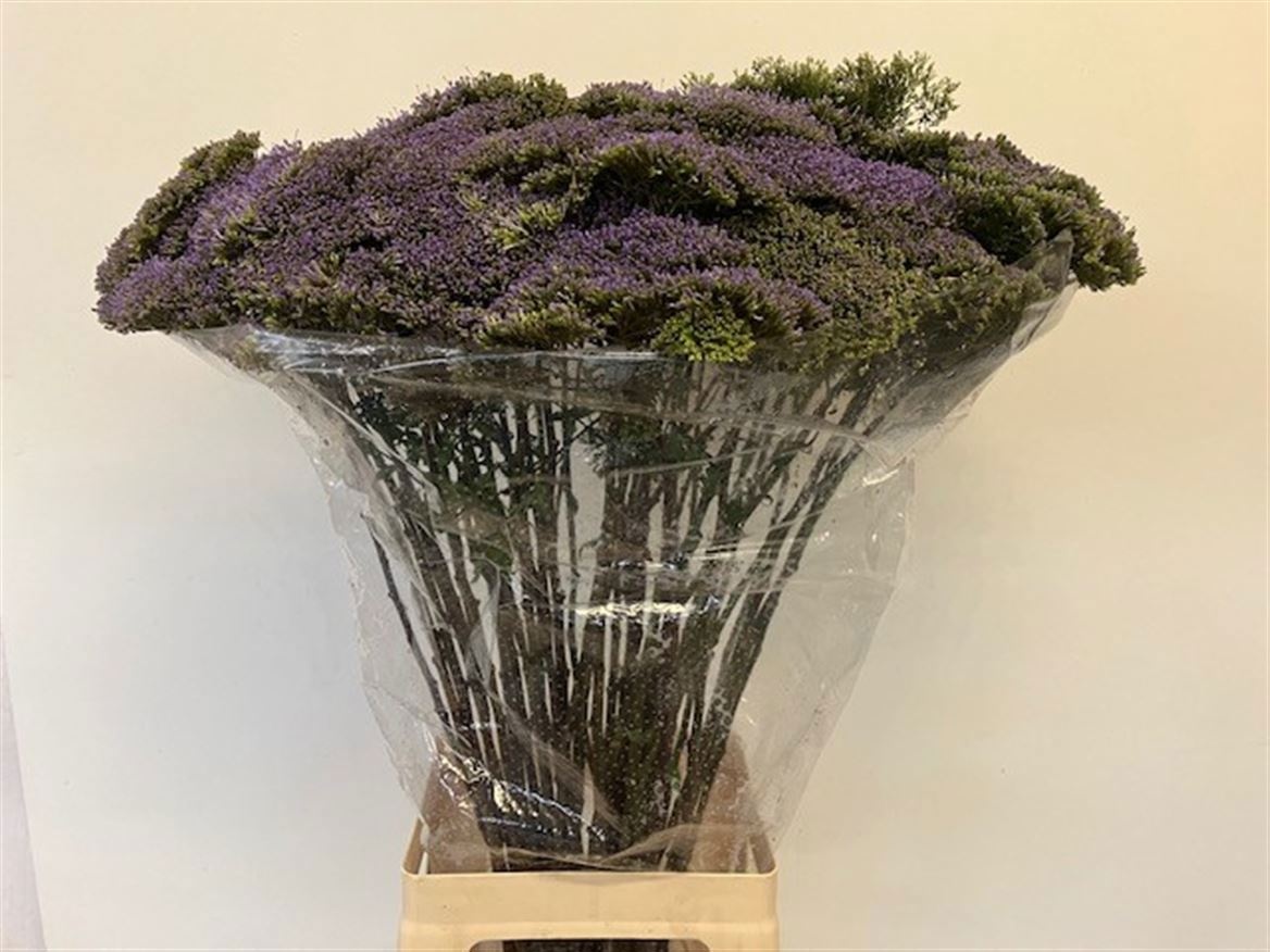 Trachelium Blue Shine 80cm