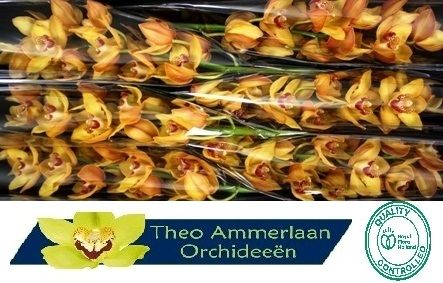 Cymbidium Esther 12/15bl