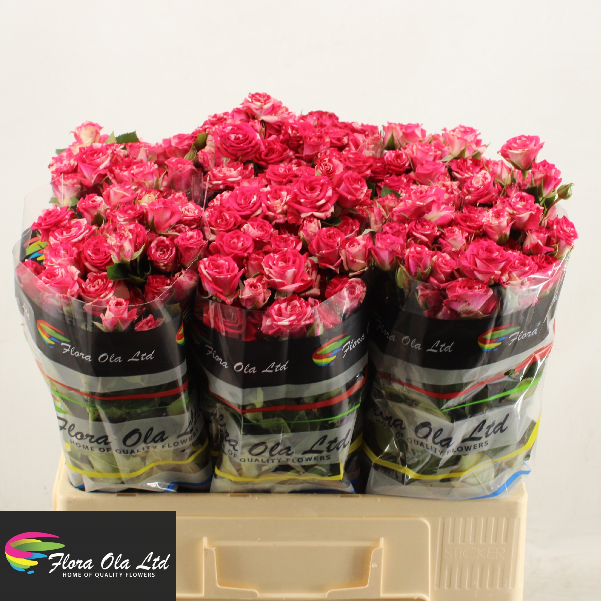 Rosa Spray Fireworks 60cm