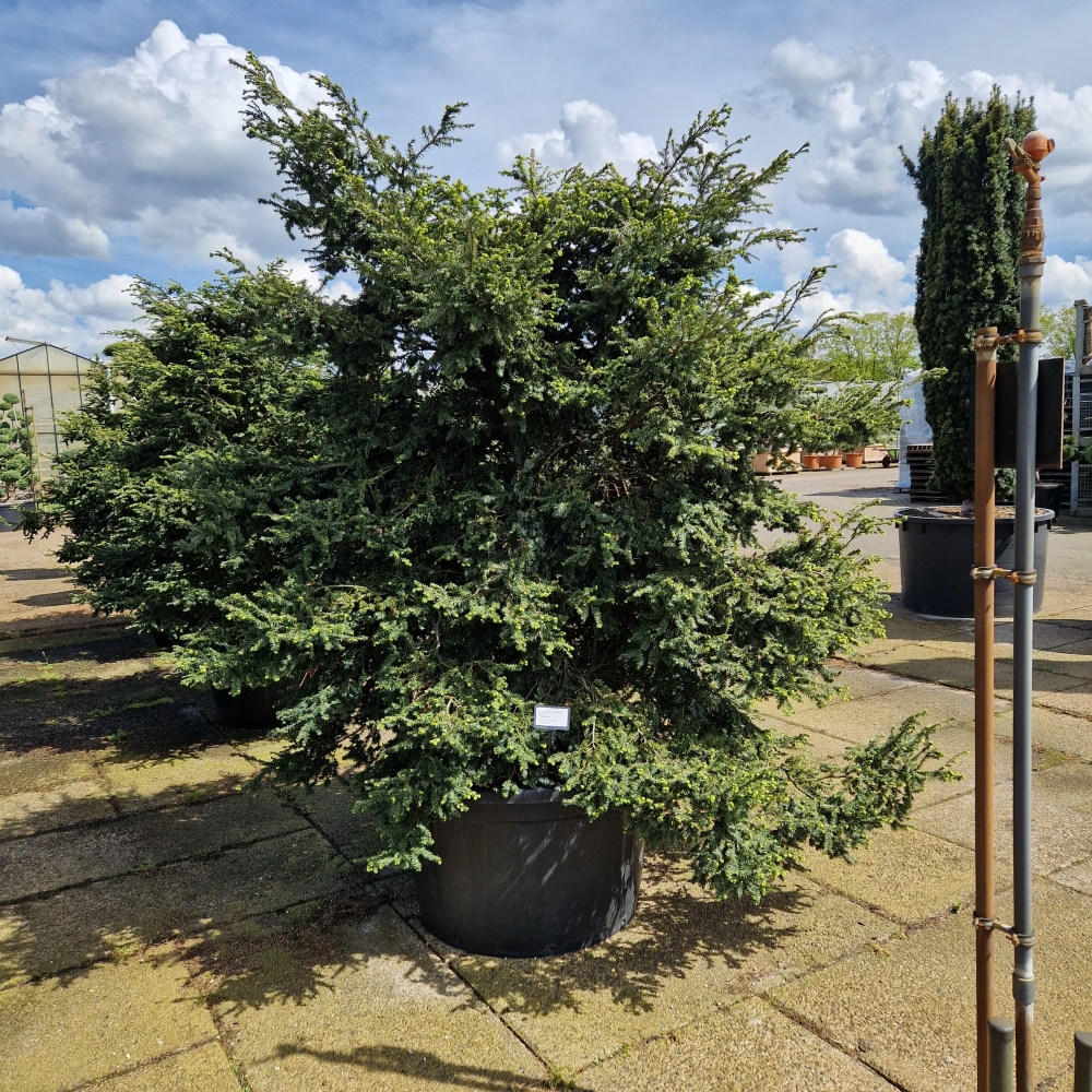 Picture of Tsuga canadensis Verkade Recurved C500 160/+