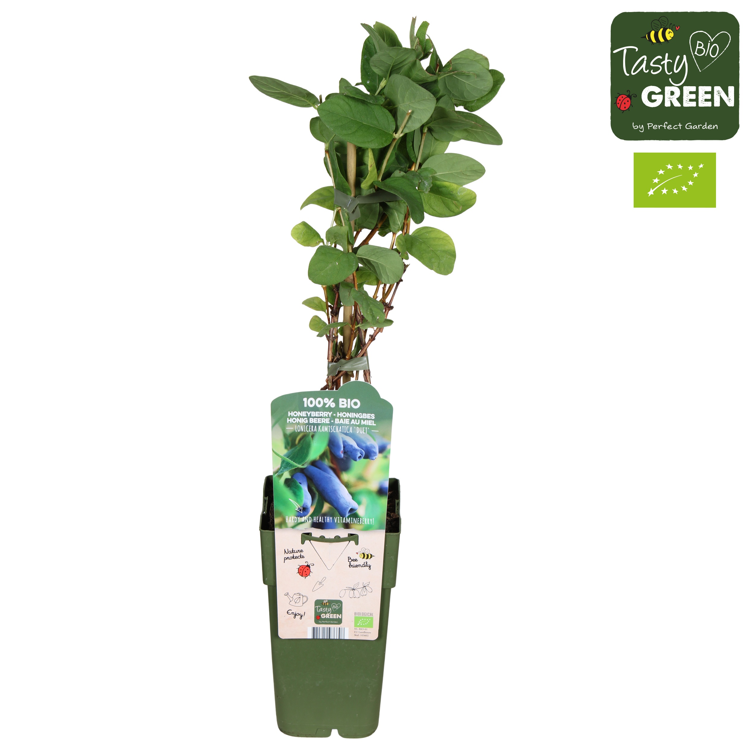 Lonicera caerulea 'Duet' aurora bio