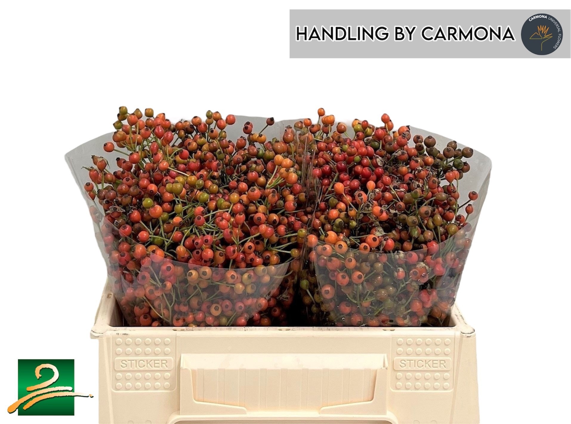 Rosehips Corallo 30cm