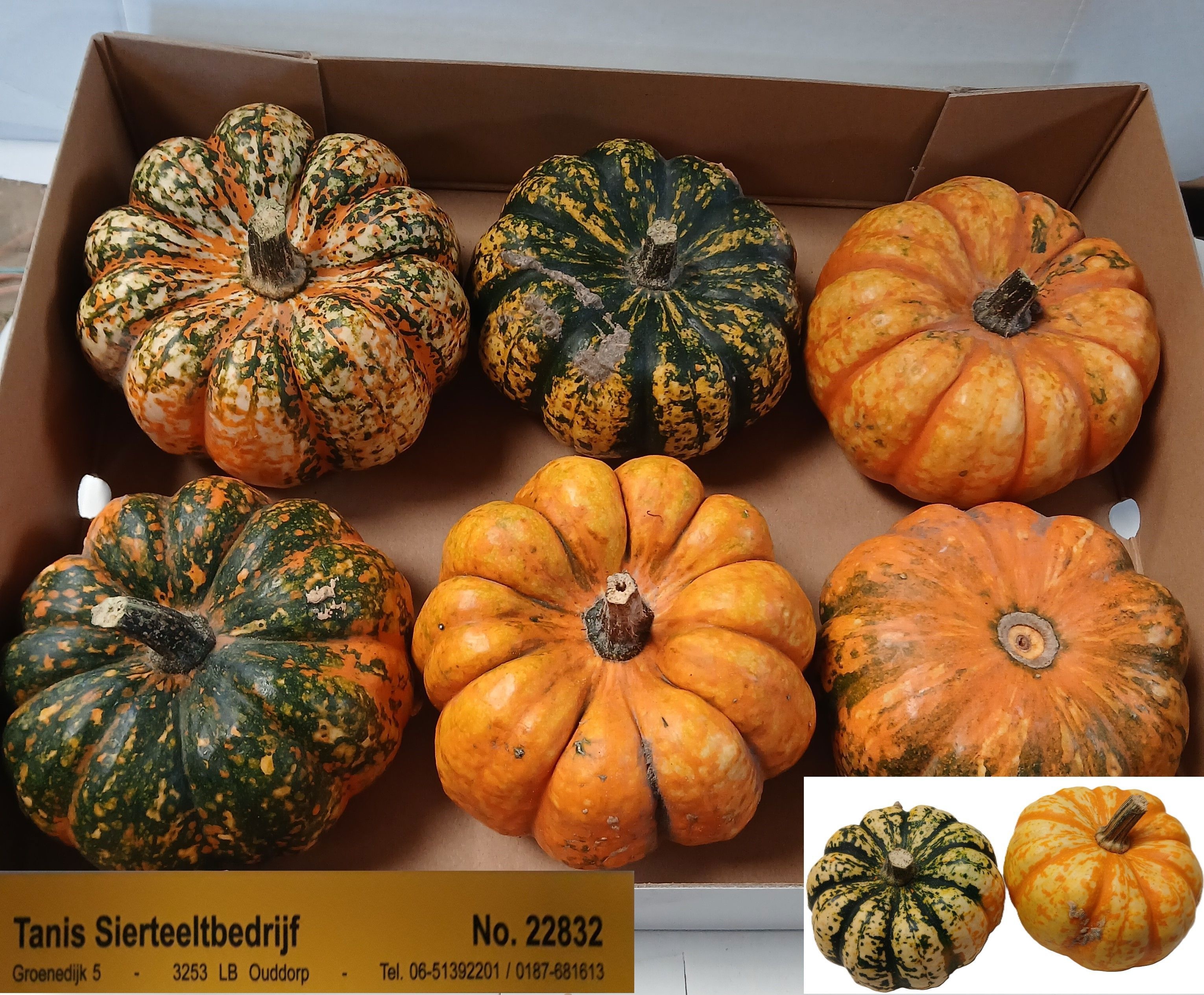 Ornamental Fruits Per Piece