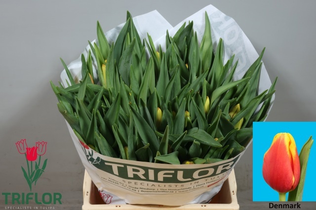 Tulipa Denmark 39cm 40gram